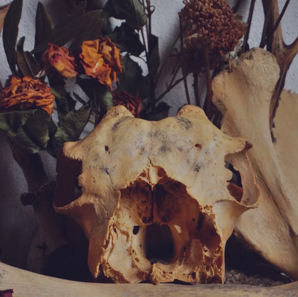 Animal skull on witches altar or shrine. Flowers. Still life.