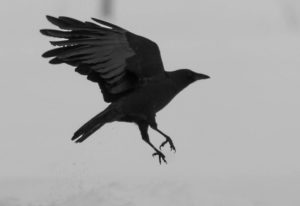 Raven landing on white ground.