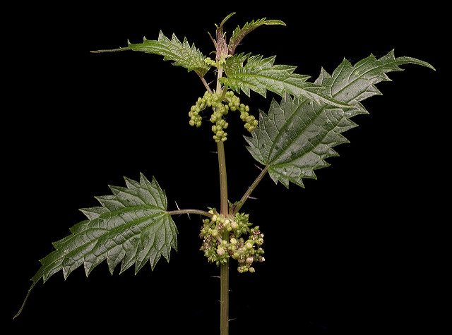 Stinging Nettle or Burning Nettle - macro of leaves, stem and stings