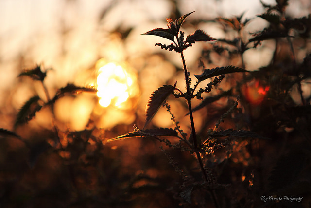 Stinging Nettle or common Nettle against sunset