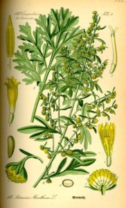 Artemisia absinthium or Wormwood from "Flora von Deutschland Österreich und der Schweiz" by Dr. Otto Wilhelm Thome, 1885. This plant is used by Romanian women to create bristles for magical besoms on Marina's Day. Not only does it make for a protective magical besom, but it is also an important ingredient in the making of Absinthe and it takes its name from queen-commander Artemisia, named so after the goddess of the wildland and the Moon beloved by all witches, Artemis.