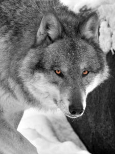 White wolf, close up, orange eyes, in winter landscape