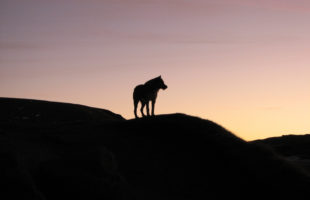 Wolf on mountain hills against the sunset.