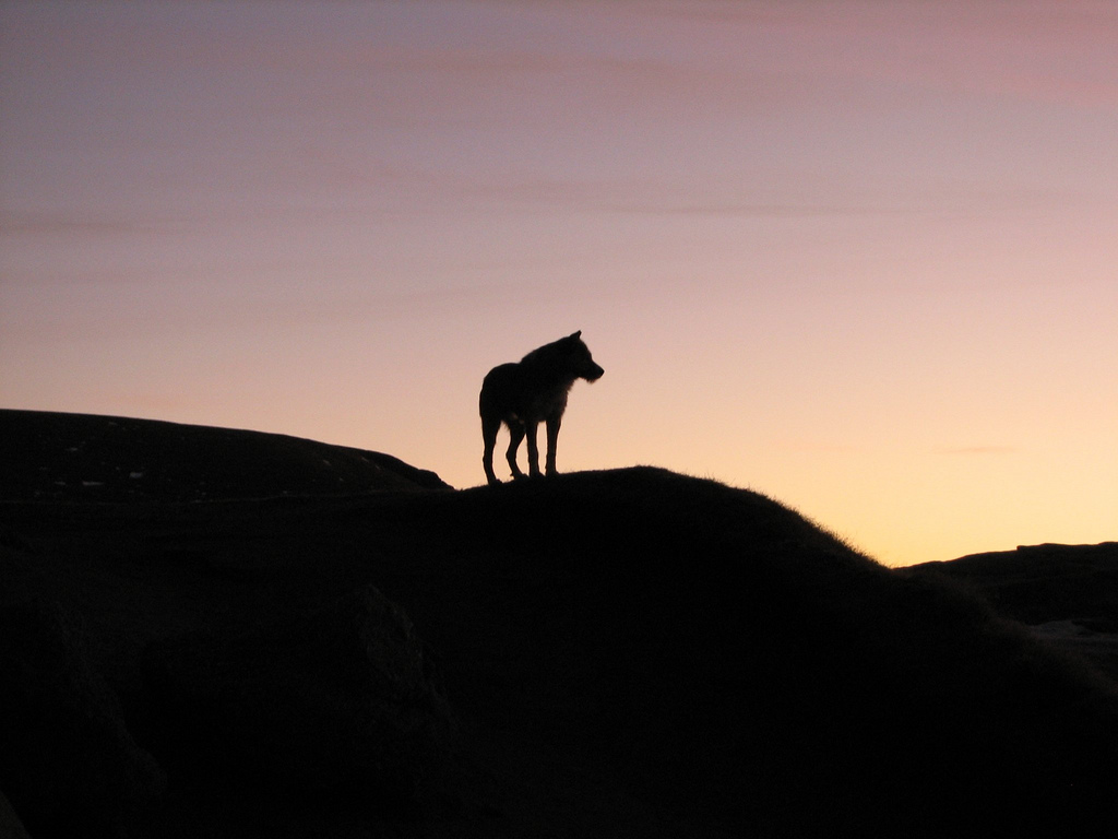 Wolf on mountain hills against the sunset.